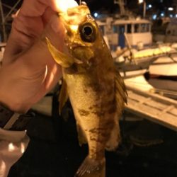 御所浦ライトゲーム