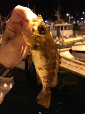 御所浦ライトゲーム