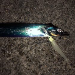 北風強い、寒い、でもゲット(^^)♪