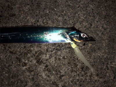 北風強い、寒い、でもゲット(^^)♪