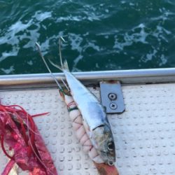 明石  タコ  西海丸