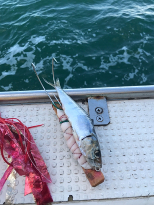 明石  タコ  西海丸