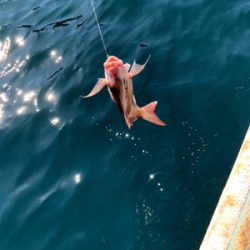 そこそこの釣果