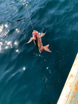 そこそこの釣果