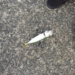 夕方からのライトゲーム釣行