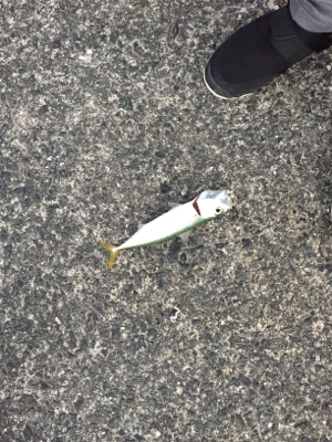 夕方からのライトゲーム釣行