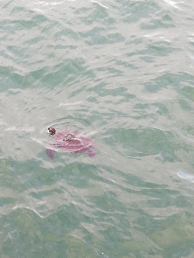 朝から粘って｡