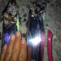 タチウオの引きが気持ちいい！