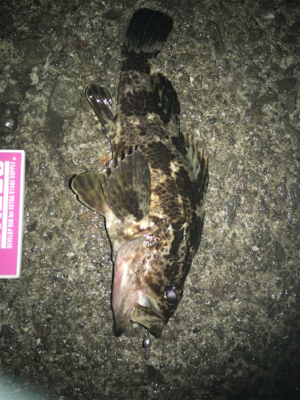 ライトロックandアジング