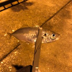 ナイトアジング