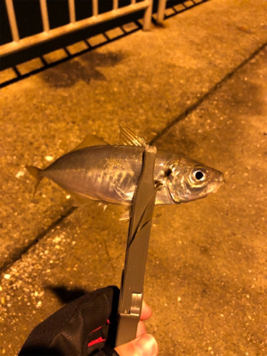 ナイトアジング