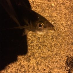 ナイトアジング