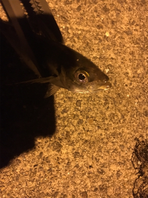 ナイトアジング