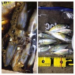 久しぶりのアジング(^。^)