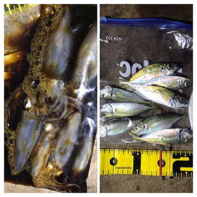 久しぶりのアジング(^。^)