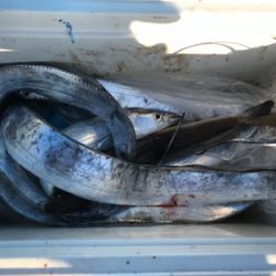 釣れるうちにタチウオ