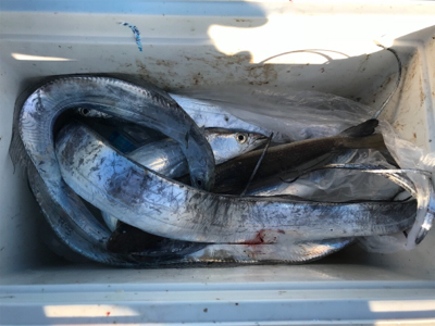 釣れるうちにタチウオ