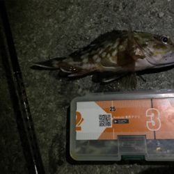 ライトボトムゲームin御所浦