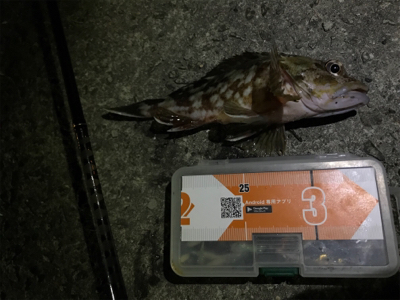 ライトボトムゲームin御所浦