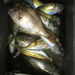 アジのちタチウオ