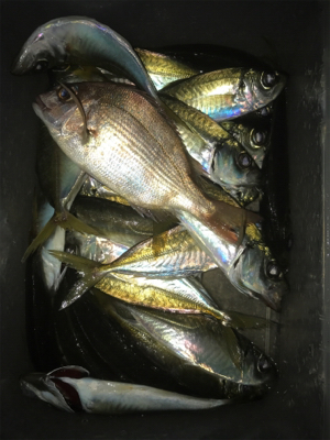 アジのちタチウオ