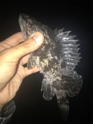 タケノコとセイゴ