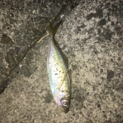 三魚種