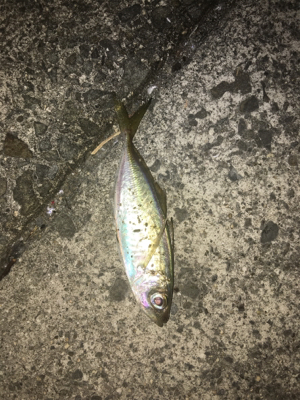 三魚種