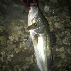 マイワシパターン