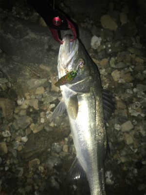 マイワシパターン