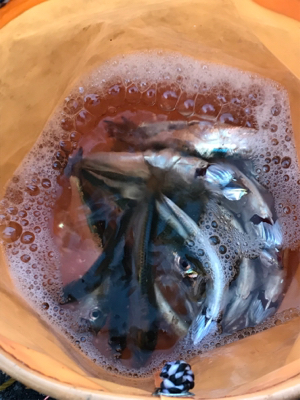 イワシ大漁