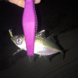 大阪湾奥アジング 今度はキビレ?