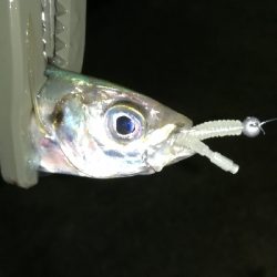 ナイトアジング