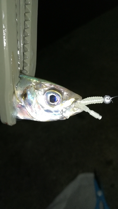 ナイトアジング