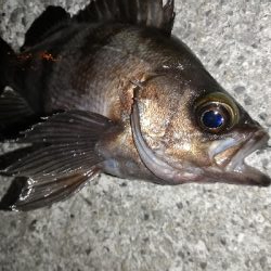 メバリング開幕