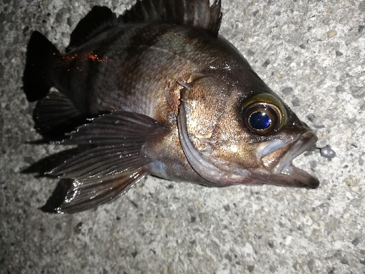 メバリング開幕