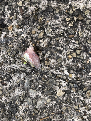 活性は高いのか？