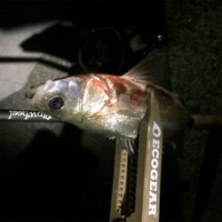 寒いけど色々釣れるね(´-ω-`)