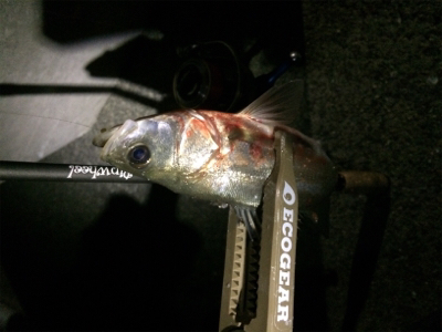 寒いけど色々釣れるね(´-ω-`)