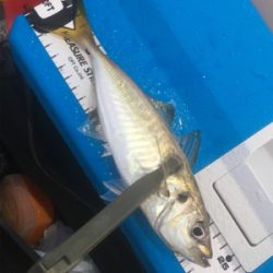 ナイトアジング/サーベリング☆五目達成