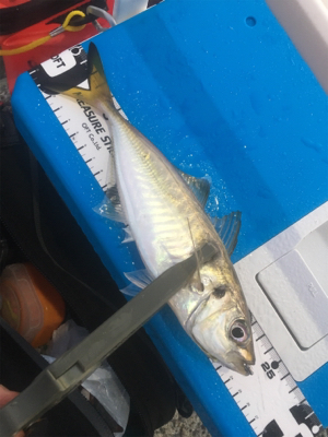 ナイトアジング/サーベリング☆五目達成