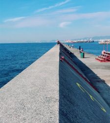 秋の青物狩れず。。