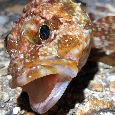 メバルがいない