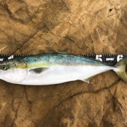 久々のハマチ 3本!