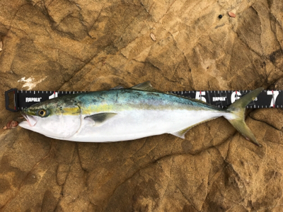 久々のハマチ 3本!