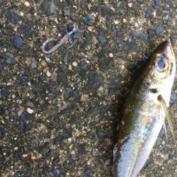 アジングゲーム