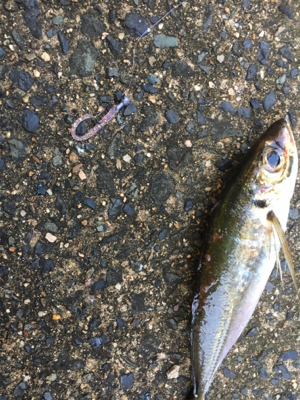 アジングゲーム