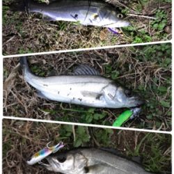 ランカー シーバス