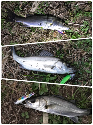 ランカー シーバス