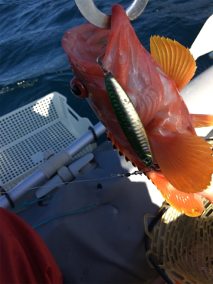 マイボートで紀北ジギング釣行